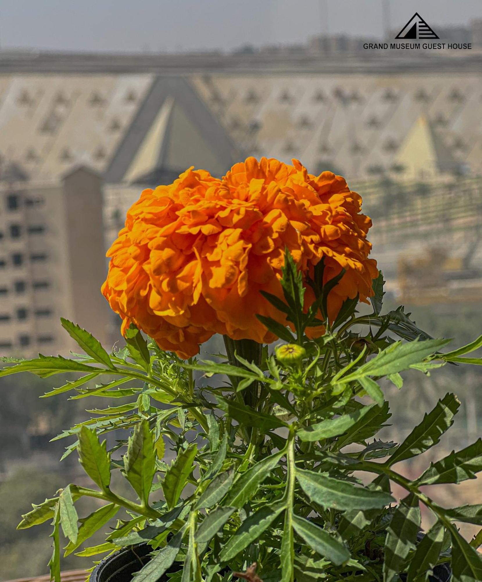 Guest house Grand Museum & Pyramids View Kafr Ghatati